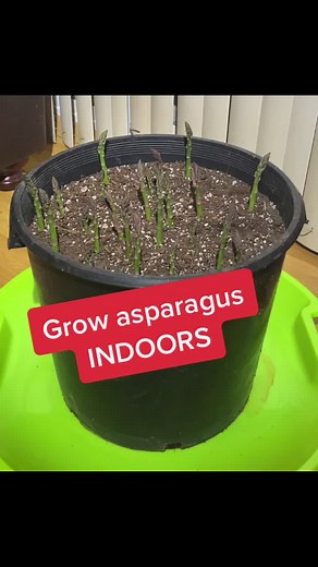 Indoor Asparagus Growing Guide: Tips for Planting and Caring for Asparagus