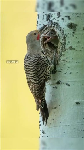 Are photographers using ghillie suits? 😱