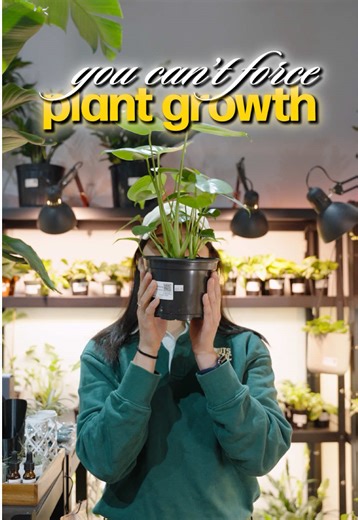 You can’t force plants to grow how you want. 🌿 One of the biggest misconceptions in plant care is thinking every plant can be made “bushy” with the right trick. But fullness isn’t a care issue, it’s a growth habit issue. That perfectly shaped plant you see in the store? It’s usually: ✔️ multiple cuttings in one pot ✔️ young, juvenile growth ✔️ carefully styled for display Not the plant’s final form. 🌱 Example: Monsteras are climbers. As they mature, they stretch, vine, and grow upward. If your