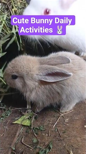 Cute Bunny Daily Activities 🐰 #shorts #rabbit #bunny