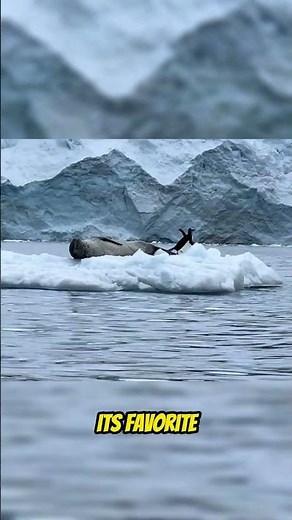 Leopard Seal: The Antarctic Assassin!