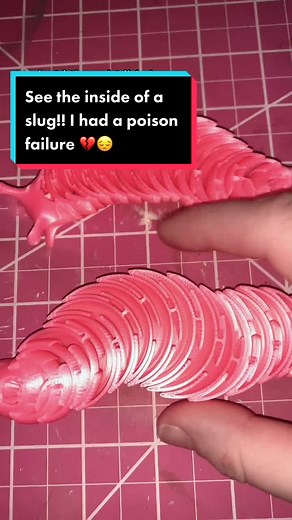 Failed Poison Slugs Dissection | Inside Look at Orange Slug