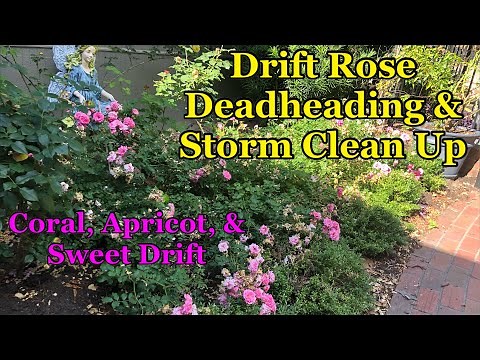 Deadheading Drift Roses (Coral, Apricot, & Sweet Drift) After First Flush & Heavy Rains