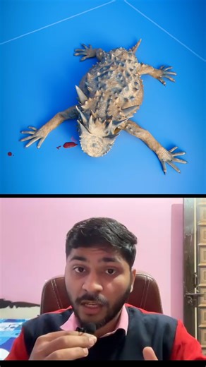 Yash on Instagram: "Did you know there is a lizard that can shoot blood from its eyes to protect itself? 😳 This sounds like something straight out of a horror movie, but it’s 100% real. Meet the Texas Horned Lizard, one of nature’s most shocking survivors. When this small reptile feels threatened by predators like coyotes or foxes, it uses an unbelievable defense mechanism. Instead of running or biting, this lizard increases the blood pressure inside its head so rapidly that the tiny blood vess