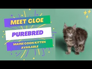 Purebred Maine Coon Kitten | Available for Adoption - Reputable Breeders Near You