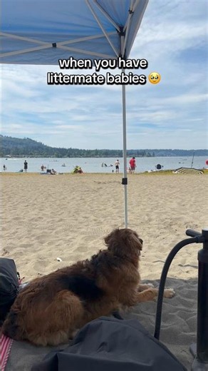 Nala was crying after Bear and when he saw her coming back he couldn’t wait 🥹 #littermates