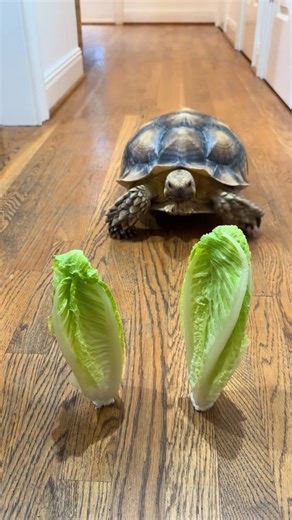 Winter storm outside tortoise business as usual inside tortoise asmr asmrsounds asmreating fyp | Telly.Tortose