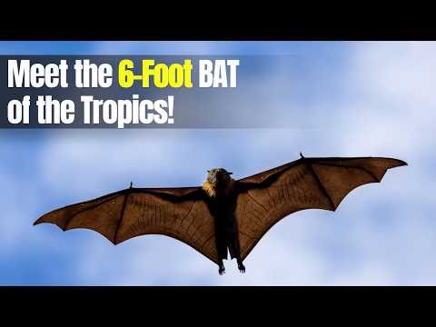 The World’s Largest Bat – The Flying Fox | Nature’s Gentle Giant of the Night Sky 🦇