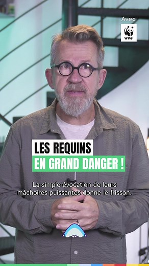 Protéger les requins pour préserver la biodiversité marine