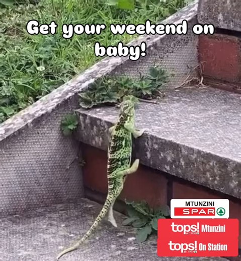 Get your weekend on, baby! Mtunzini SPAR • Mtunzini TOPS • TOPS on Station 🔥 Food • 🥩 Braai • 🍻 Drinks • 🎶 Good Times | SPAR Mtunzini
