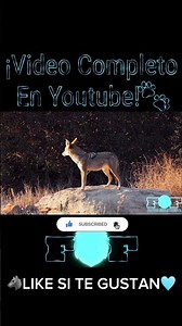 Did You Know the Coyote Can Conquer Everything?