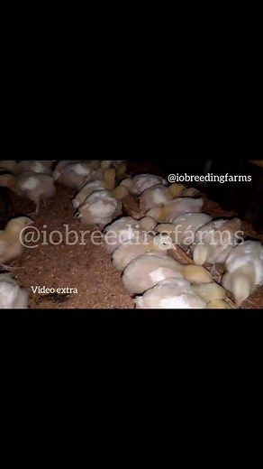 65 shares | #brooding #broiler #chicks #episode #video #extra #poultry #agriculture | Iobreedingfarms | Facebook