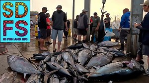 Big Bluefin and Yellowfin Tuna Fishing in San Diego