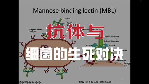 Immunology Fall 2025： Lecture 4 Humoral and Cellular Innate Immunity [47b6qmLlw2