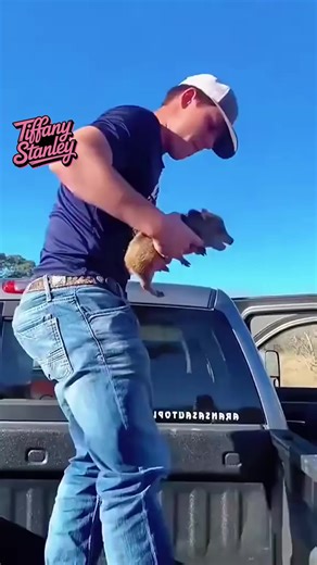 2.1M views · 48K reactions | When oinks turn into laugh tracks 藍 #funny #funnyvideos #funnyreels #funnyanimals | Tiffany Stanley | Facebook