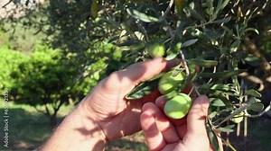 Hands of a farmer checking the quality of olives. Harvesting olives for production.