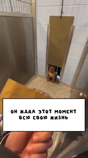 This puppy has been waiting for this moment his whole life❤️🥺