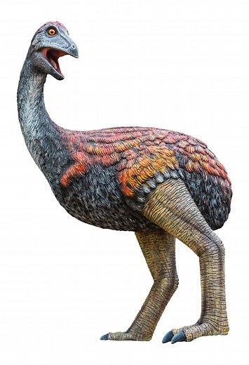 Elephant Bird