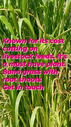 Bana Grass. Harvested 4 times a year, 18% protein, 1 hectare can give you a maximum of 80 tonnes a year. Multiple uses from this grass. #rurallifestyle #zimbabwean #zimfarming PAID seedlings and Nurseries | Tinashe Mutandwa