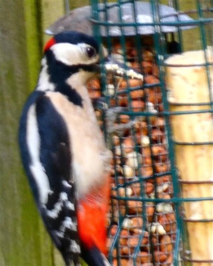 Great Spotted Woodpecker Pecking Away At Bird Feeder