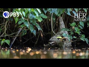 Rare Footage of Sloth Drinking Water