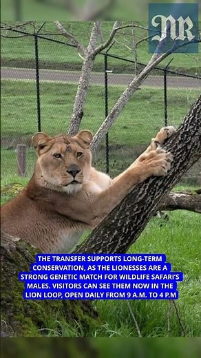 Wildlife Safari welcomes two new lions to the park's pride