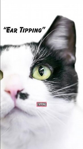 Ever seen a cat with a little notch missing from the tip of one ear? #TNR #Cats #EarTip