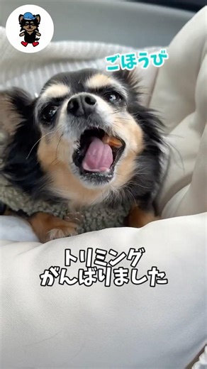 ご褒美おやつ🍪に夢中のチワワさんを見ていたら…w #チワワ #保護犬 #shorts