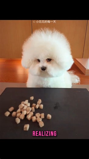 girl pranked her innocent dog 🐶