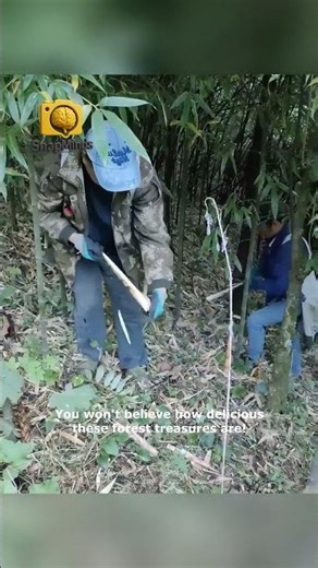 Crispy Bamboo Shoots Forest to Table Feast!