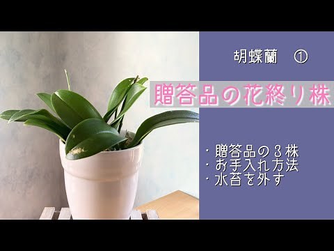 2023年5月24日 ①贈答品の胡蝶蘭 花が終わった株のお手入れ方法 水苔を外す 株のチェック 花芽（葉）の確認 消毒 リクエスト