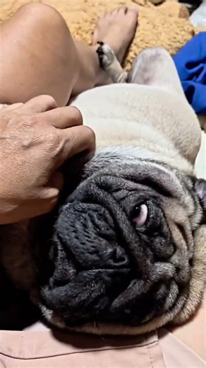 Looking so comfortable sleeping, you chubby pug! #pug #pet #dog #pug #viral