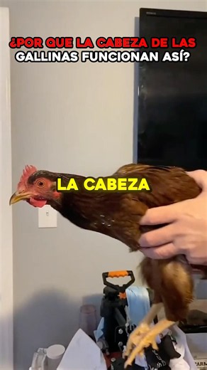 Why does a chicken's head stay still even if you move its whole body? 🐔 #animals