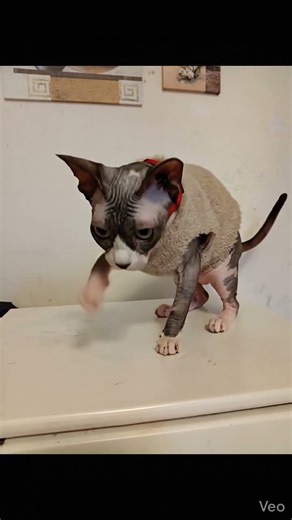 #cat #веселыекоты #прикольныекоты