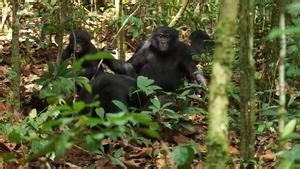 Male bonobos track females’ reproductive cycle to maximize mating success (VIDEO)