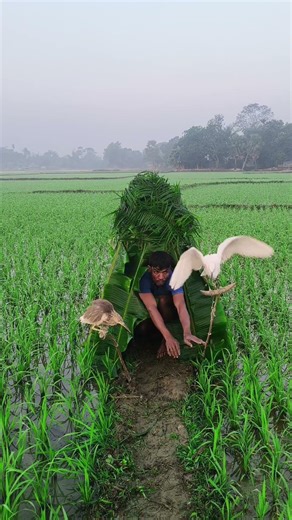 Video of red deer hunting in a small paddy field