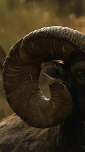 Tools of the Trade. Most of the male ungulates, the hoofed animals that roam North America, carry either antlers or horns. And in this case, we’re looking at one of the true heavyweights of the horned world. This bighorn sheep ram wears his life story on his head. Unlike antlers, which are shed and regrown each year, horns are permanent. They’re made of keratin, like your fingernails, wrapped around bony cores and fused to a reinforced skull built for impact. They grow slowly, year after year, t