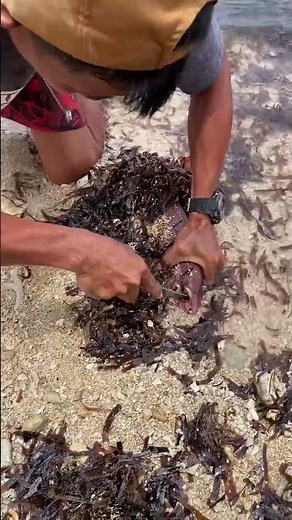 Wild Sea Catch! 🐟🔥 Amazing Underwater Hunt