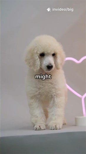 Journey of raising your very own Cockapoo! #Cockapoo #DogCare #PetOwnership #puppycare