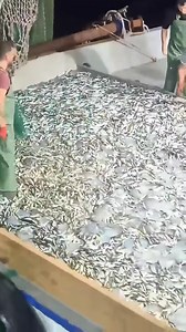 767K views · 3.7K reactions | Harvesting fish in the open sea | Ssaru | Facebook