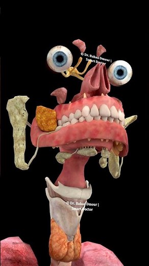 Lungs & Airways Explained (3D) 🫁