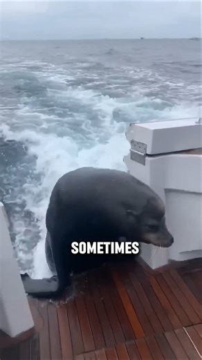 Why Seals Jump on Boats: Cute but Cautious!