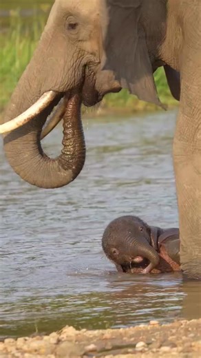 Wildfriends Africa on Instagram: "Elephant baby splashes | the first beach outing with mummy is always sweet!!! Turked between Mum's legs, he's assured of her love, care, and protection🐘🐘🌊🥰. Absolutely heart-melting 🐘❤️🥳✨️ #africansafari #elephantconservation #saveelephants #africa #elephantrescue #elephants #babyelephants #wildlifeconservation #elephantlove #bigfivesafari #elephantsafari #gamedrivesafari #elephantbaby #elephant #wildchild #protective #marvel #ripple #curiosity #wildlifepl
