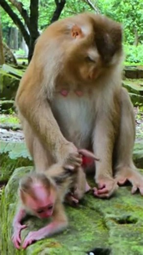 A Tender Moment: Monkey Mother Cares for Her Newborn