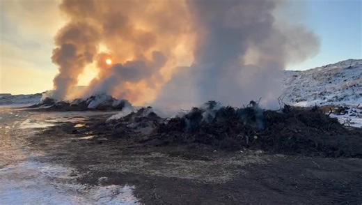 Biikebrennen vorgezogen? Nein, an Buhne 16 in Kampen wird zur Zeit der Ginster verbrannt... | Sylt TV