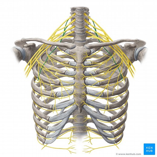 Long thoracic nerve