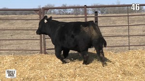 Lot 46: Triple C Angus & Hennebold Herefords - Annual Bull Sale