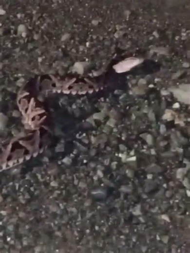 Nos visita una serpiente venenosa 😵