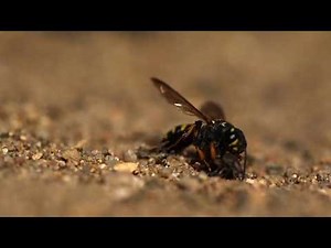 Sand Tailed Digger Wasp With Paralyzed Prey Weevil (Cerceris arenaria)