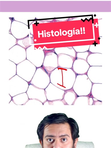 Tejido Adiposo en Histología: Tinciones y Técnicas
